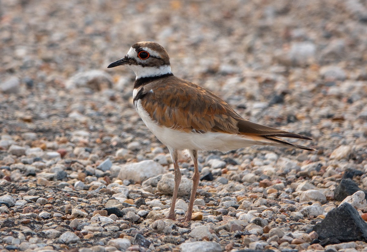 ML465874531 - Killdeer - Macaulay Library