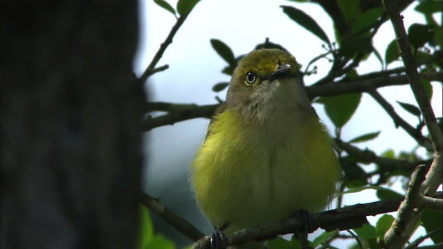 White-eyed Vireo - ML465875