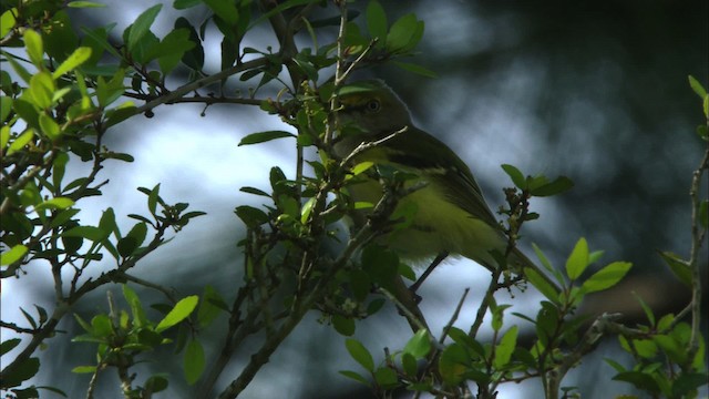 White-eyed Vireo - ML465876