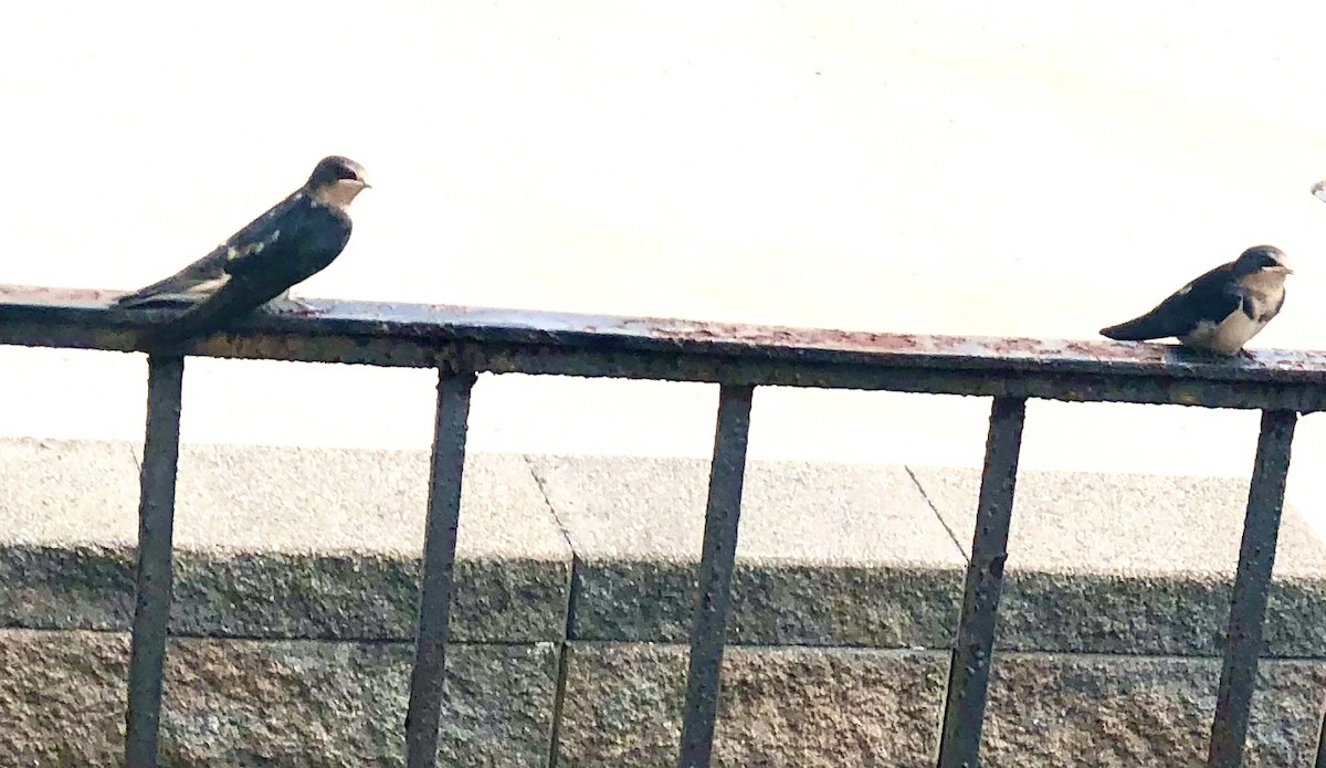 låvesvale - ML465876081