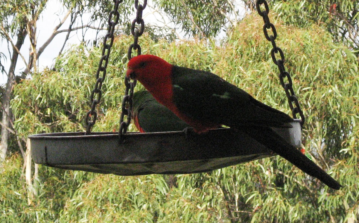 Avustralya Kral Papağanı - ML46587631