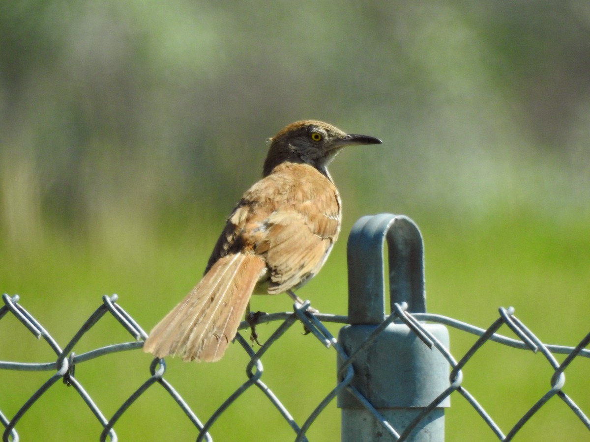 Brown Thrasher - ML465876871