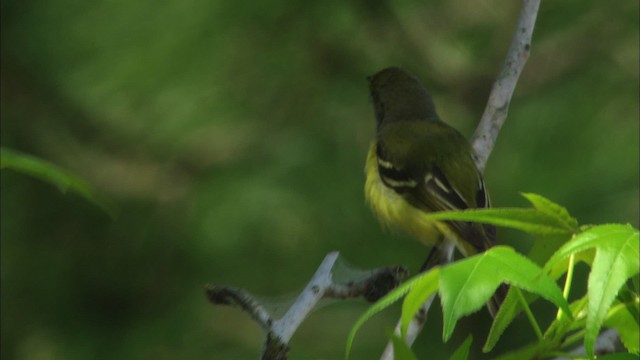 White-eyed Vireo - ML465877