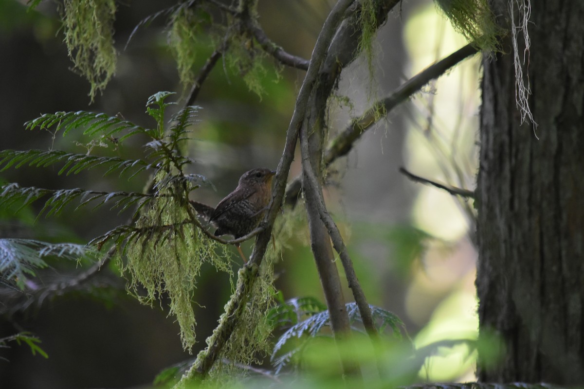 Pacific Wren - ML465877001