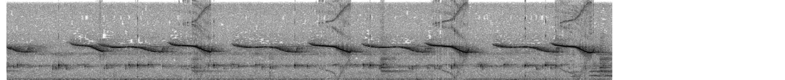 Breitspiegel-Nachtschwalbe - ML465877671