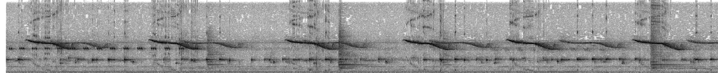 Breitspiegel-Nachtschwalbe - ML465877681