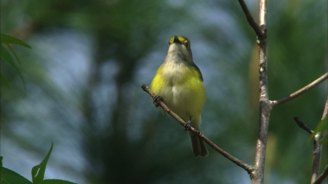 White-eyed Vireo - ML465878