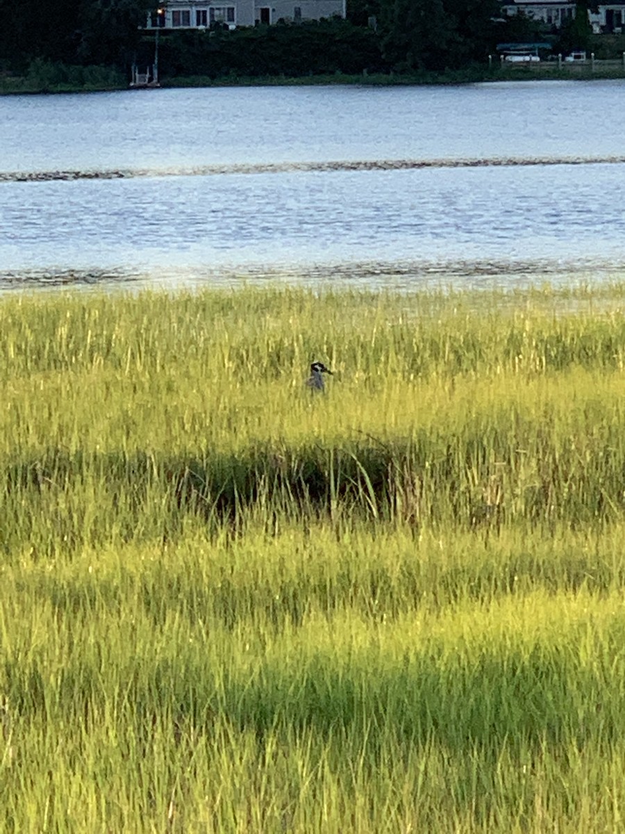 Yellow-crowned Night Heron - ML465878691