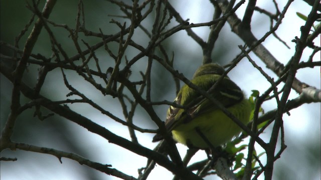 White-eyed Vireo - ML465879