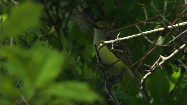 White-eyed Vireo - ML465880