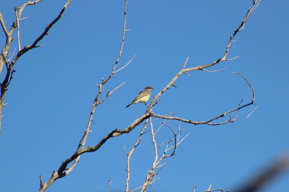 Cassin's Kingbird - ML465880961