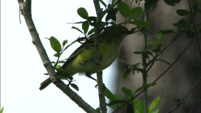 White-eyed Vireo - ML465881