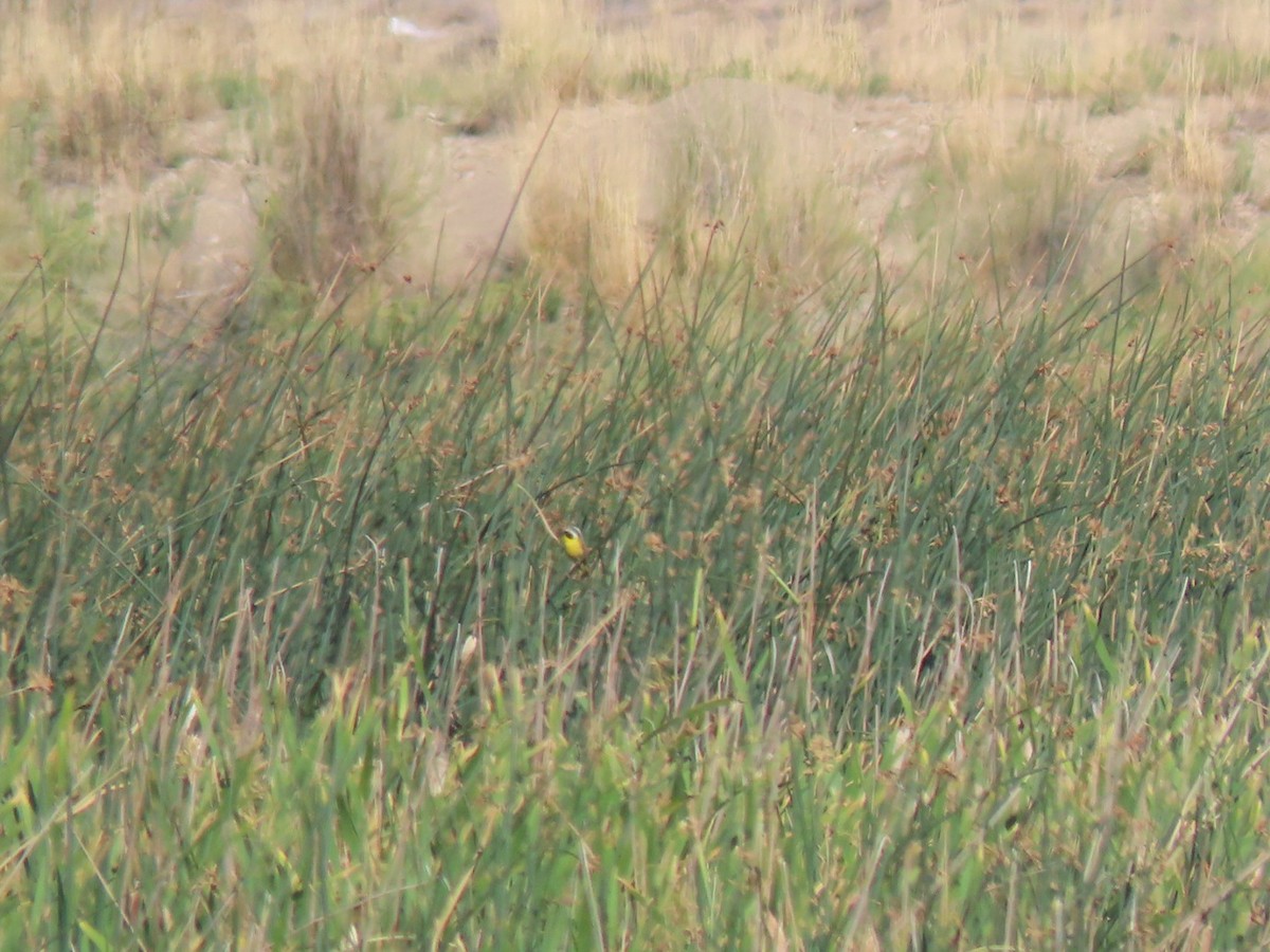 Common Yellowthroat - ML465881491