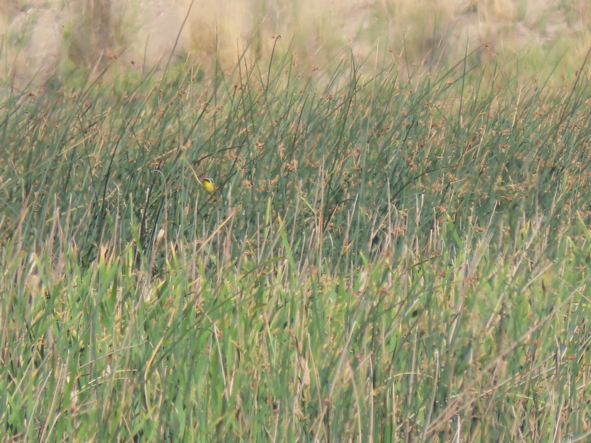 Common Yellowthroat - Suzi Holt