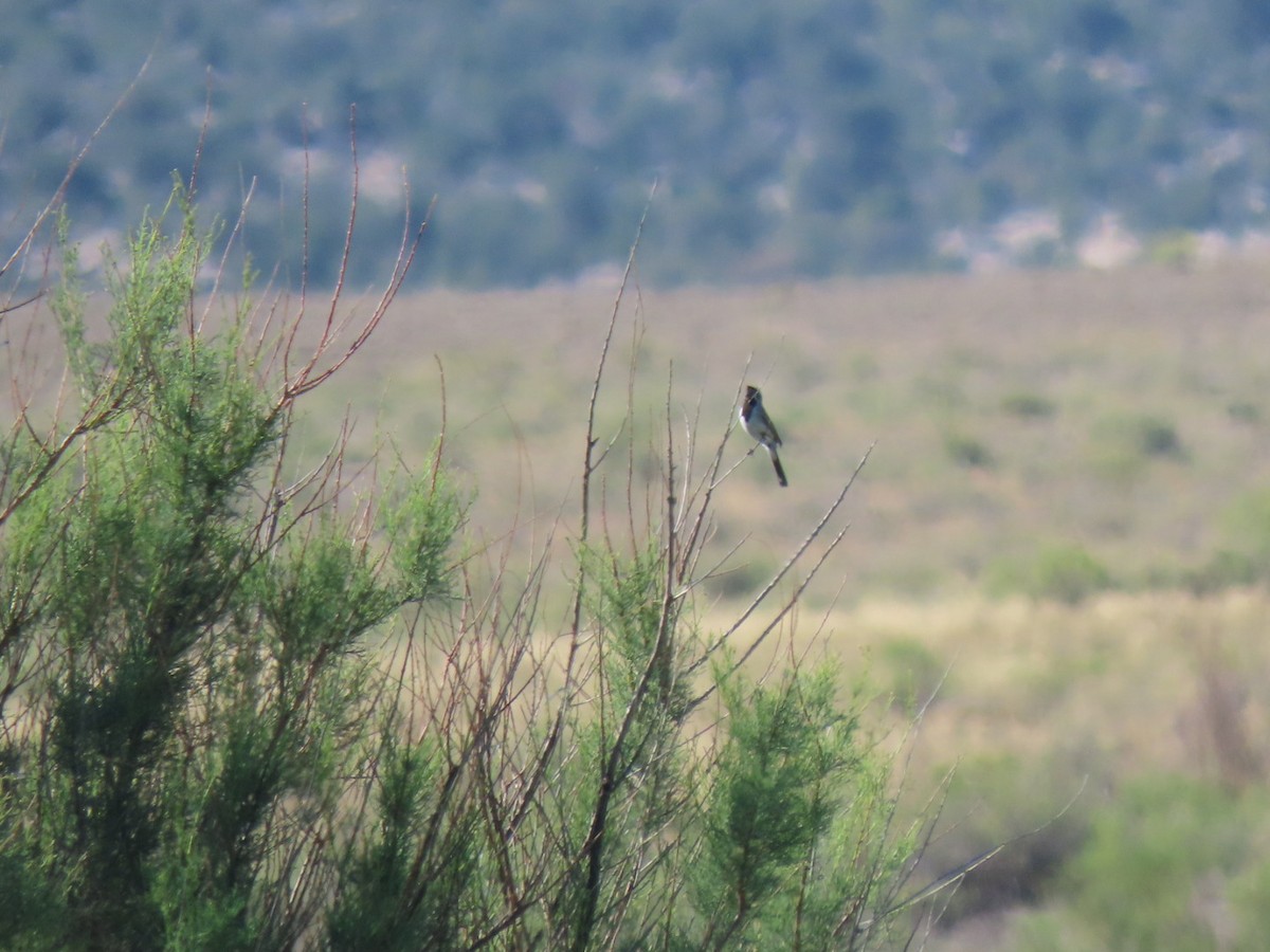 Black-throated Sparrow - Suzi Holt