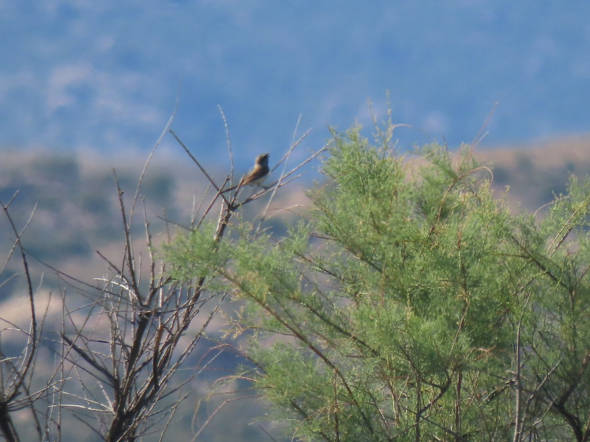 Black-throated Sparrow - Suzi Holt