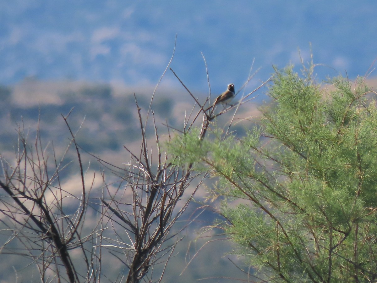 Black-throated Sparrow - Suzi Holt