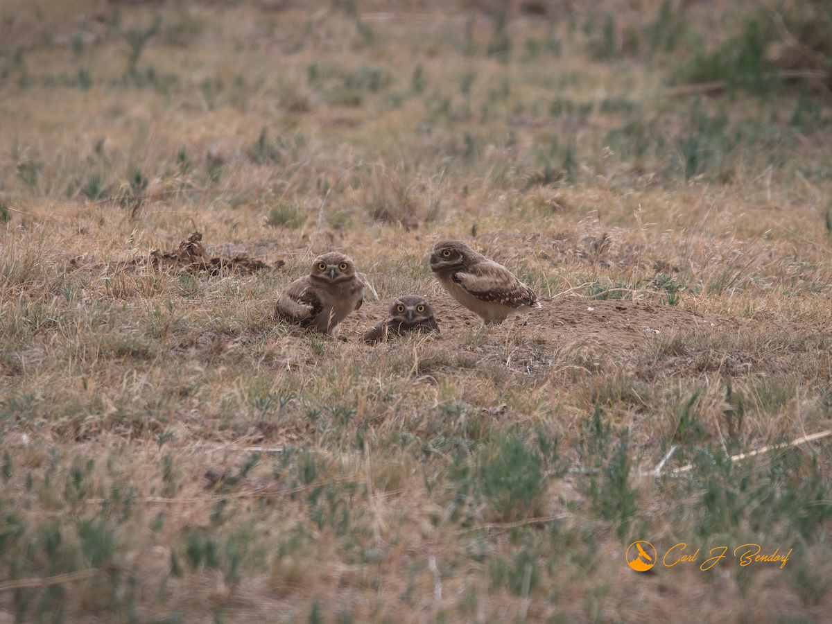 Burrowing Owl - Carl Bendorf