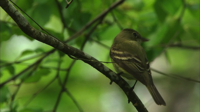 Acadian Flycatcher - ML465882