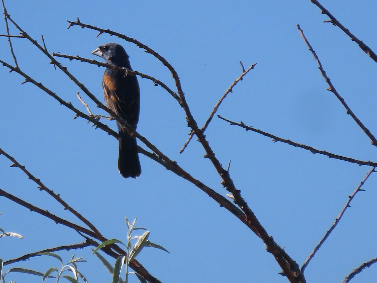 Blue Grosbeak - Suzi Holt