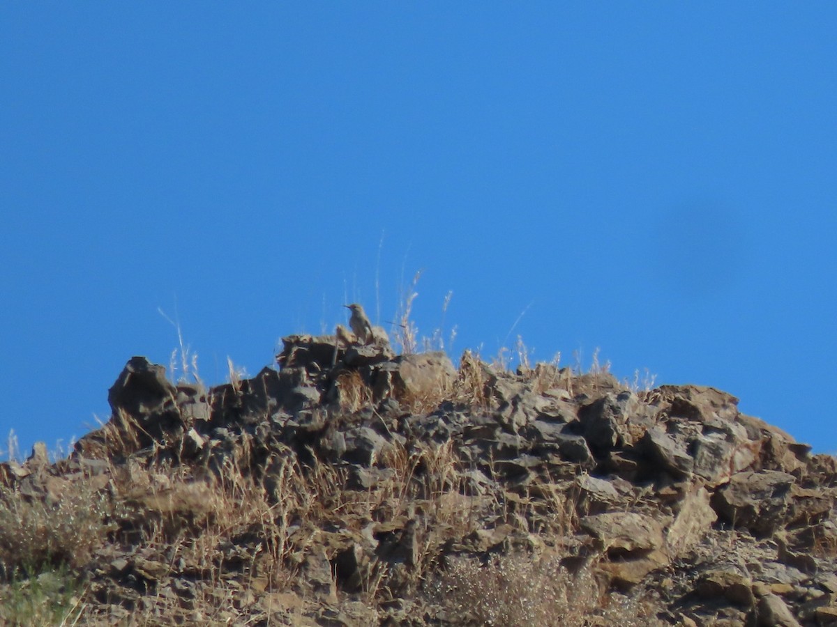 Rock Wren - Suzi Holt