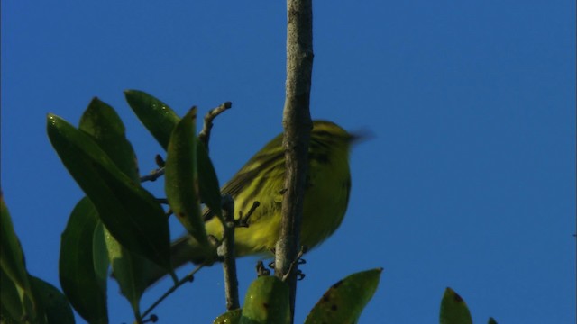 Prairie Warbler - ML465884