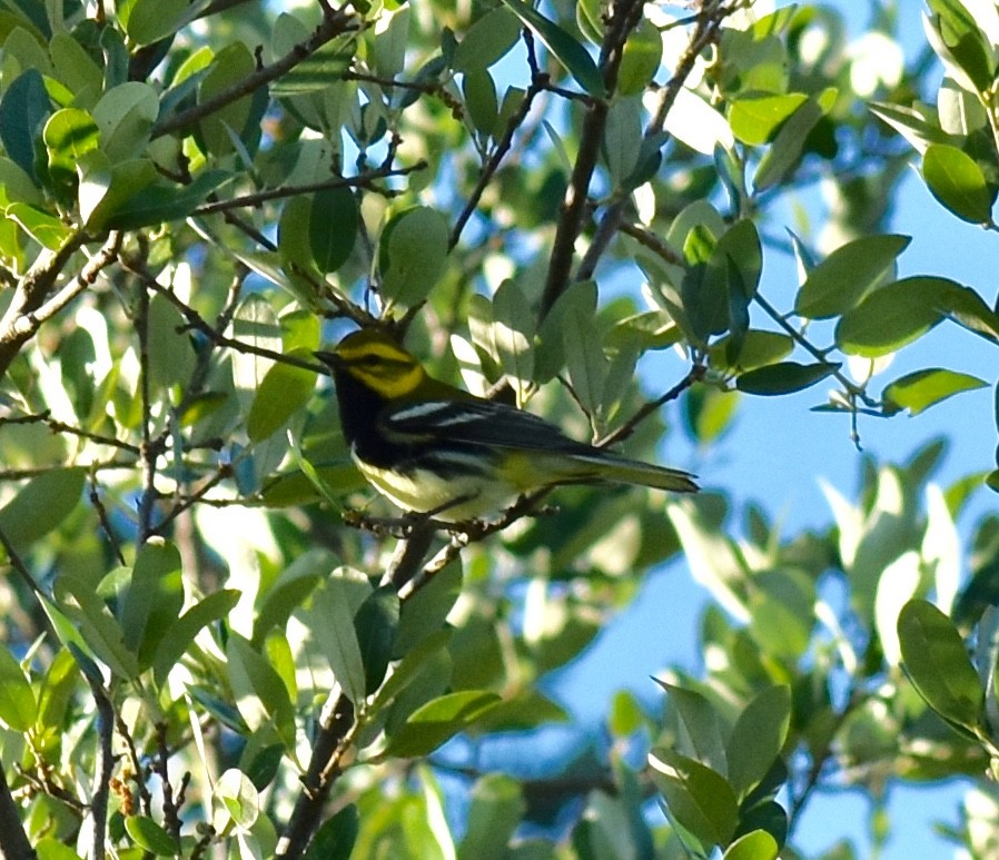Black-throated Green Warbler - ML465884901
