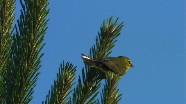 Prairie Warbler - ML465885