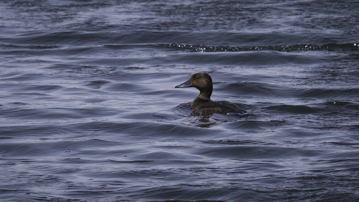 Ferruginous Duck - ML465885101