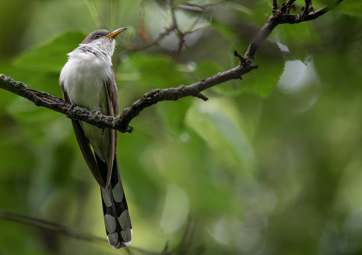 Yellow-billed Cuckoo - ML465885801