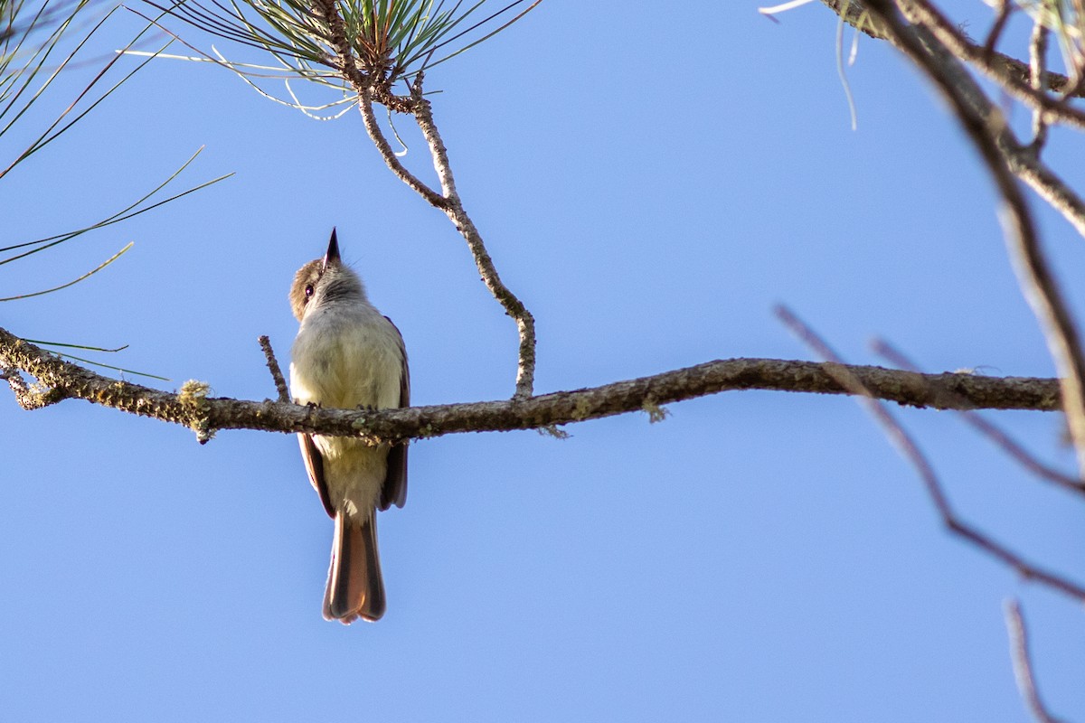 Stolid Flycatcher - ML465886181