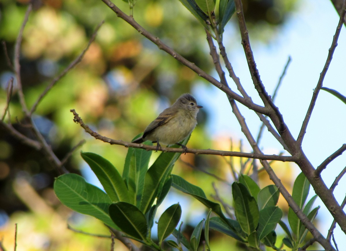 Southern Beardless-Tyrannulet - Francisco Mariñez