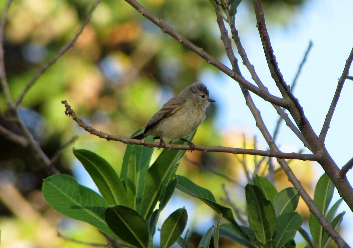 Southern Beardless-Tyrannulet - Francisco Mariñez