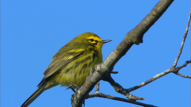 Prairie Warbler - ML465889