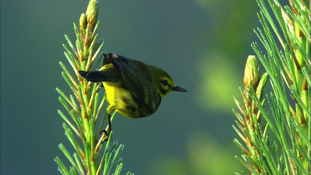 Prairie Warbler - ML465890