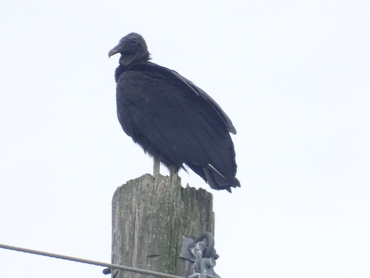 Black Vulture - ML465890011