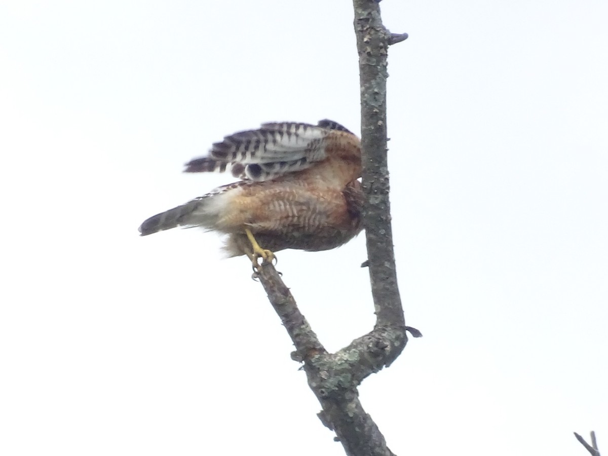 Red-shouldered Hawk - ML465890121