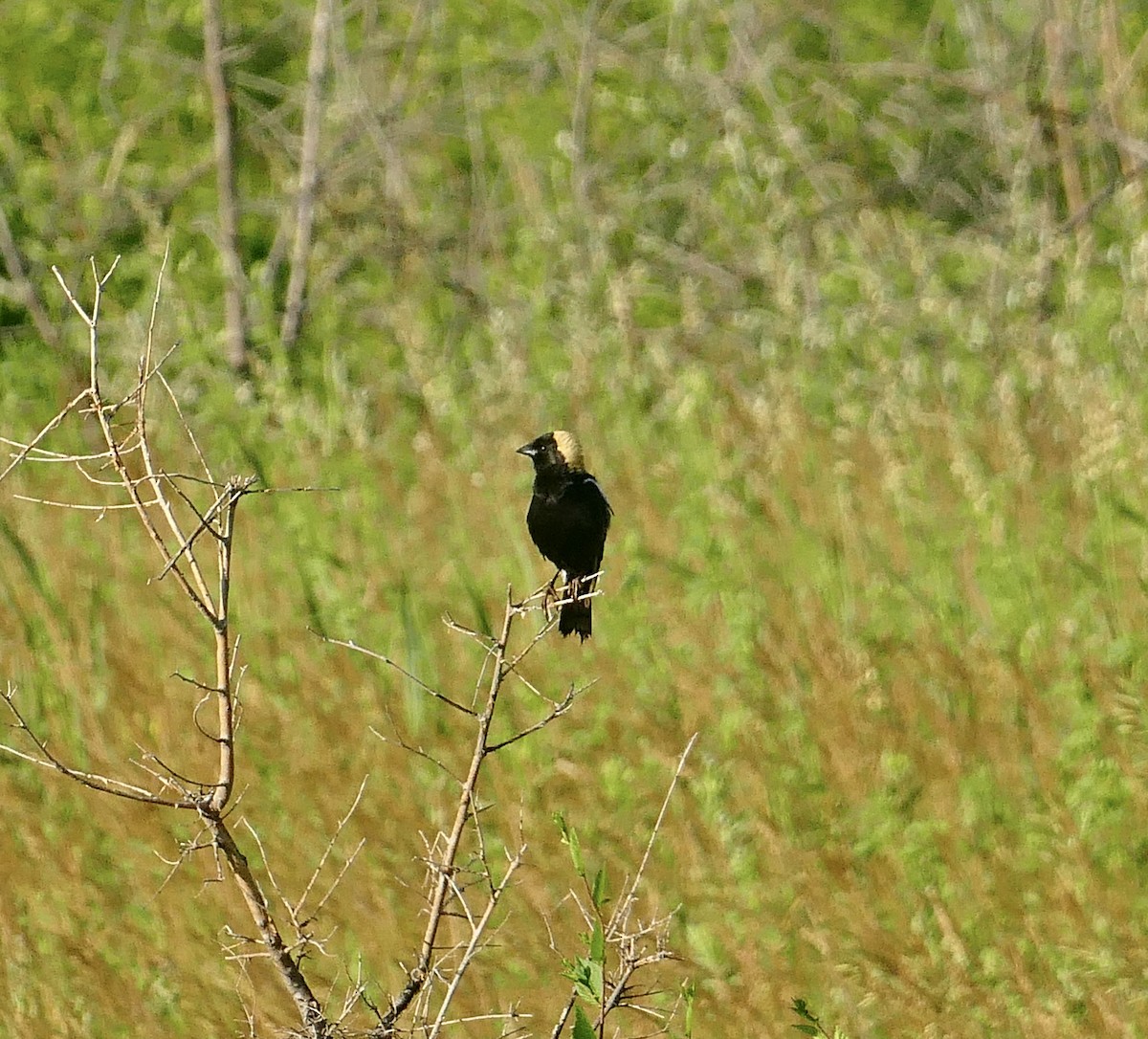 Bobolink - Jon (JC) Curd