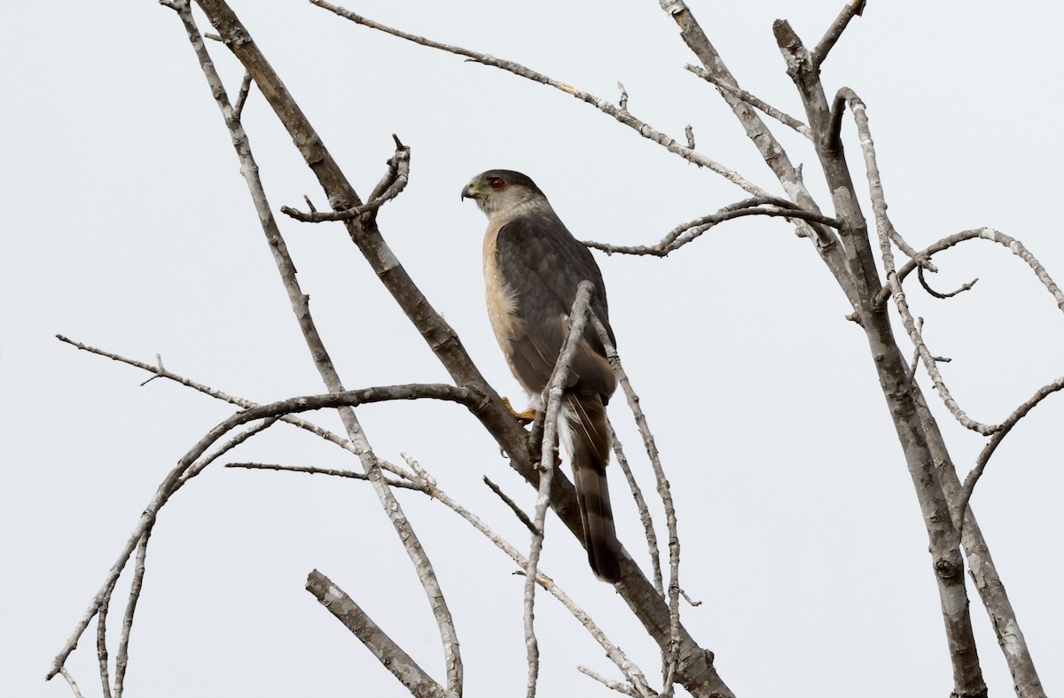 Cooper's Hawk - ML465894411