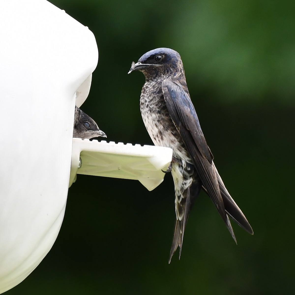 Purple Martin - ML465894741
