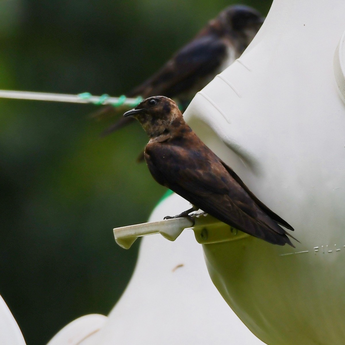 Purple Martin - ML465894751