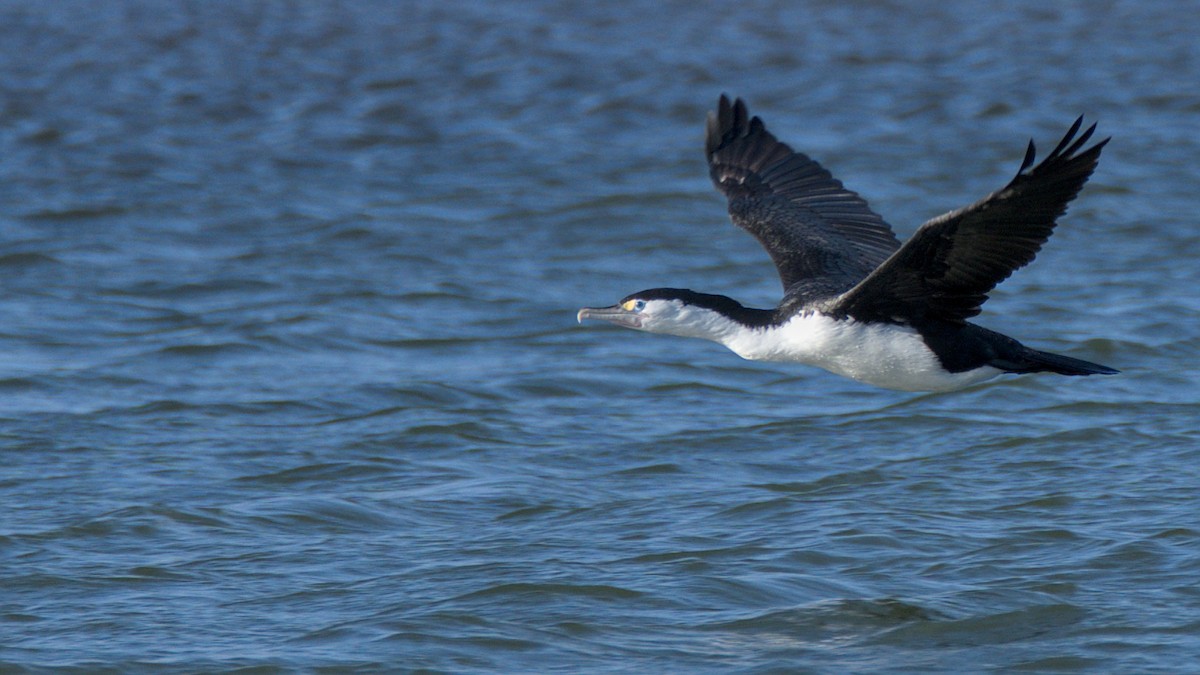 Pied Cormorant - Christopher Tuffley