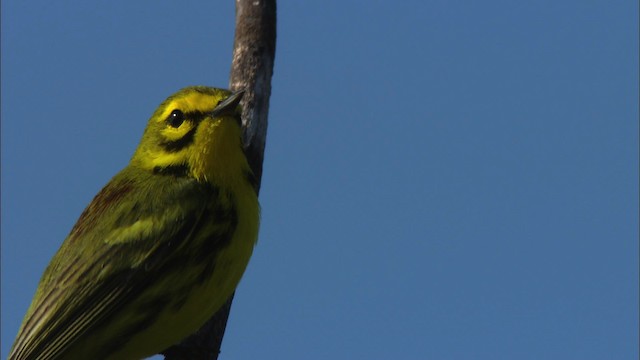 Prairie Warbler - ML465895