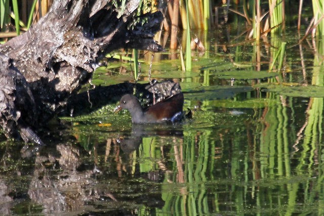 Common Gallinule - ML46589621