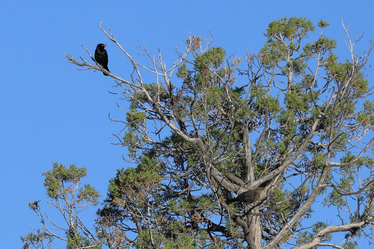 Brewer's Blackbird - ML465898131