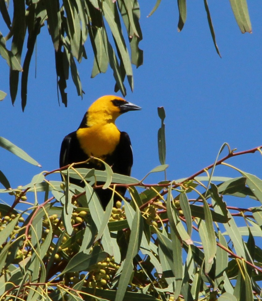 Yellow-headed Blackbird - George Nothhelfer
