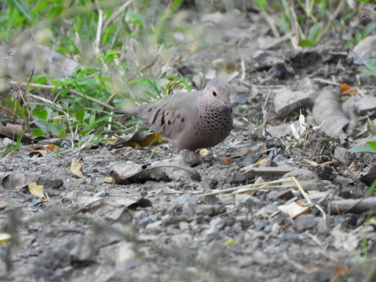 Common Ground Dove - ML465898851