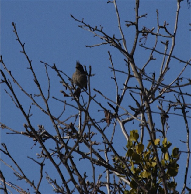 Capulinero Negro - ML46590331