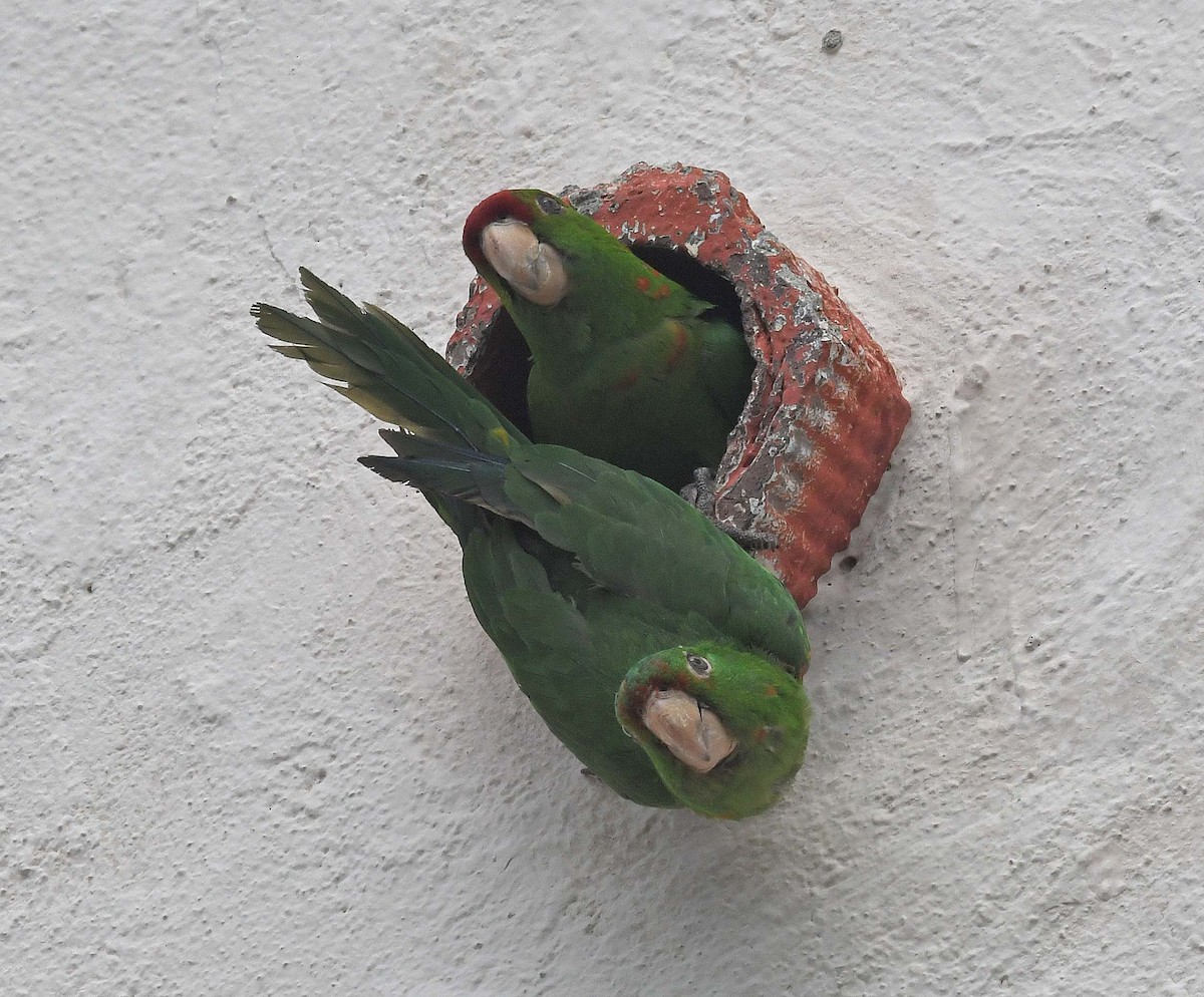 Scarlet-fronted/Cordilleran Parakeet - ML465904891