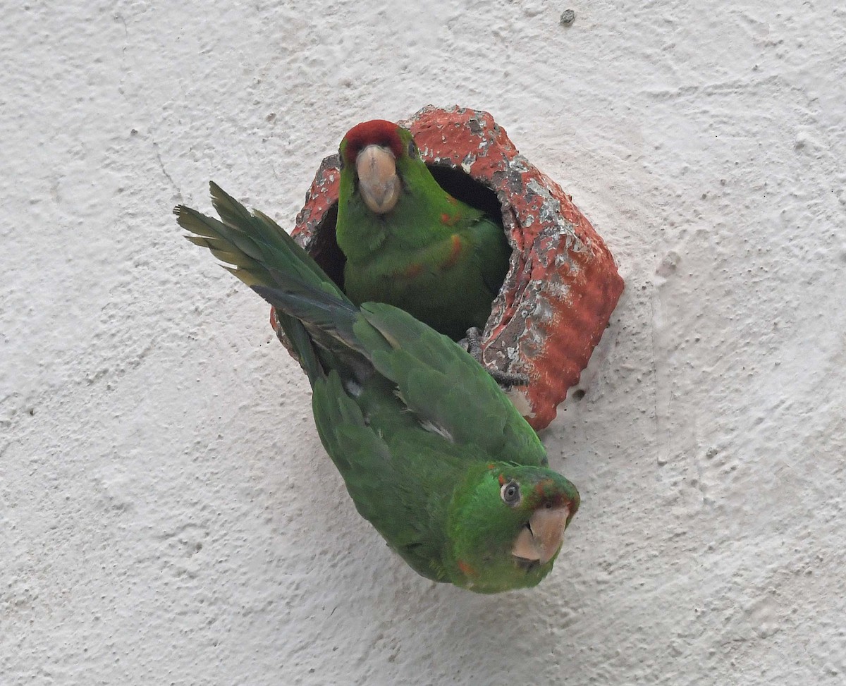 Scarlet-fronted/Cordilleran Parakeet - ML465904921